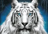 Siberian tiger Online Slots Siberian Storm | worldcasinoexpert.com